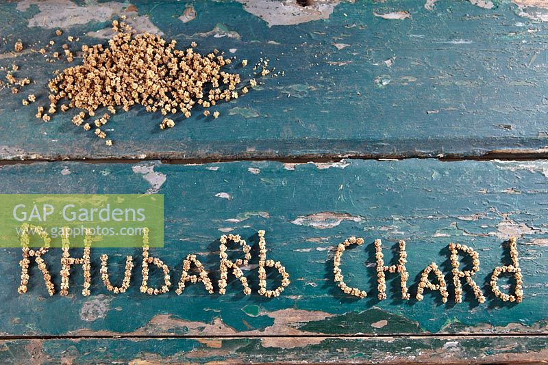 Rhubarb chard seeds