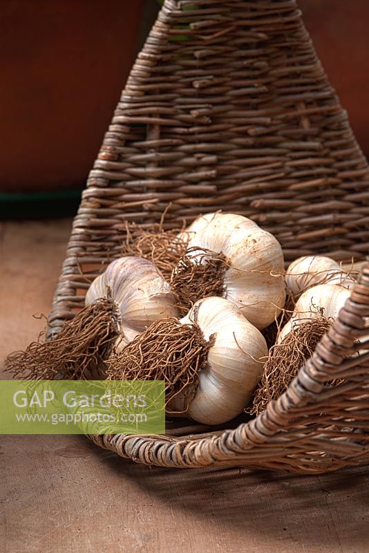Garlic bulbs in wicker basket 