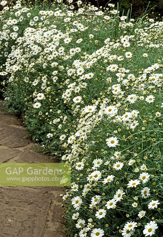 Argyranthemum gracile 'Chelsea Girl' Marguerite