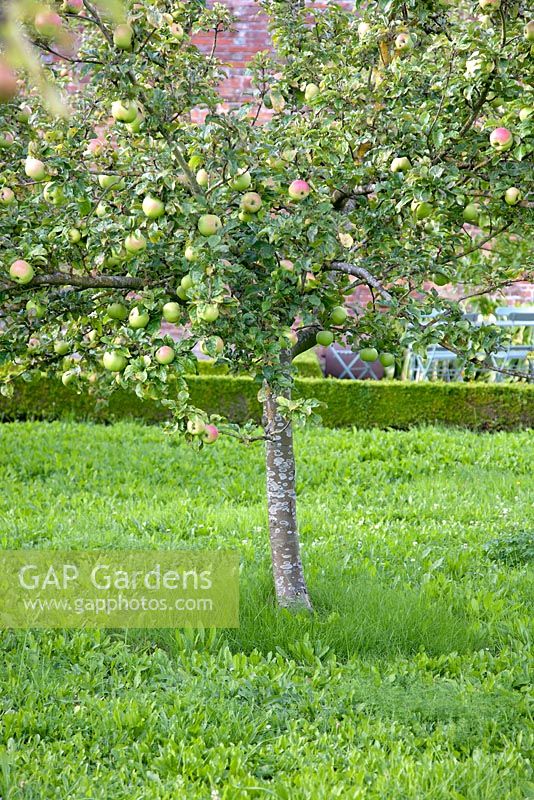 Malus - Apple Alfriston tree - West Dean, Sussex