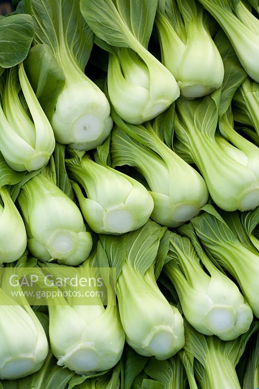 Brassica chinensis - Green Pak Choi, freshly harvested 