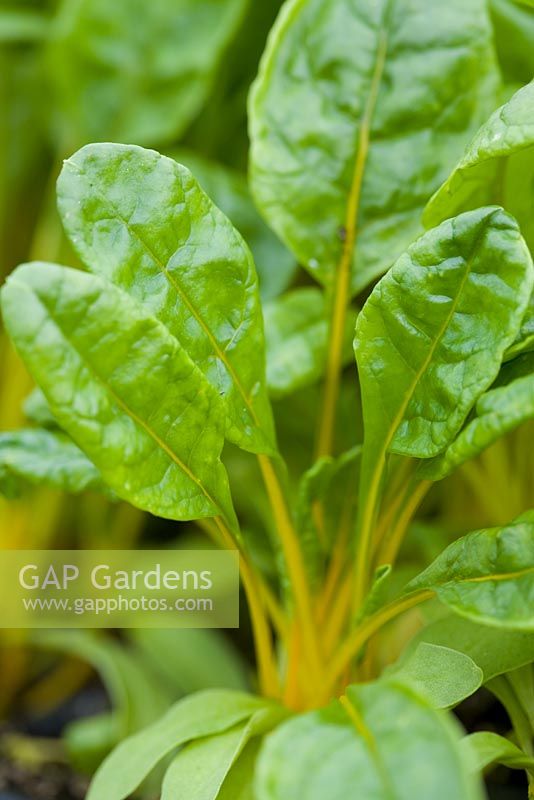 Young baby leaves of yellow Swiss Chard 'Giallo'