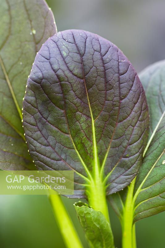Brassica chinensis - Young baby leaves of red Pak Choi 