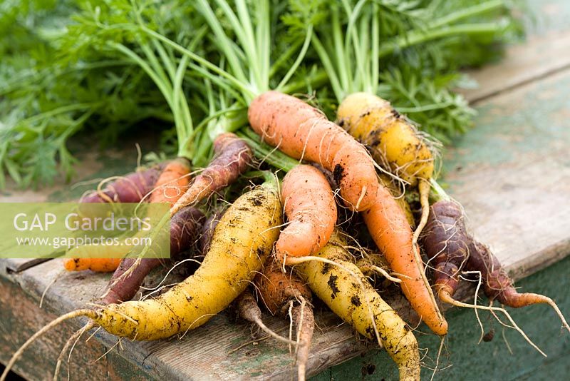 Mixed bunch of Carrots on a wooden bench. Carrot 'Purple Haze', 'Mellow' and 'Sytan'