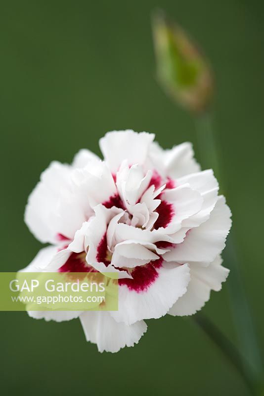 Dianthus 'Daily Mail' - Carnation