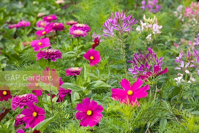 Cosmos bipinnatus 'Dazzler'with Zinnia 'Giant Purple' and Cleome hassleriana 'Purple Queen' in the cutting garden at Perch Hill