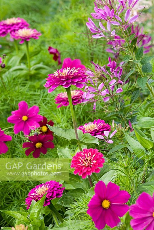 Cosmos bipinnatus 'Dazzler' with Zinnia 'Giant Purple' and Cleome hassleriana 'Purple Queen' in the cutting garden at Perch Hill