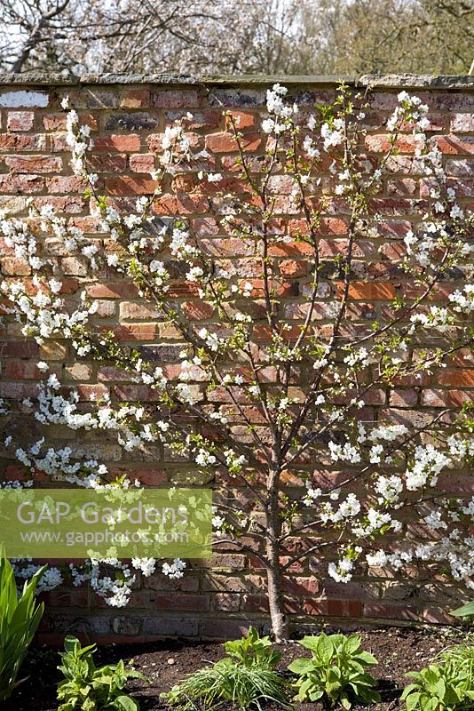 cerasus 'Morello' - Espaliered Morello cherry in blossom, fan trained against a brick wall Prunus 
