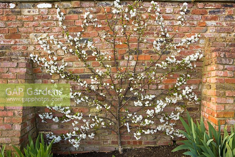 Prunus cerasus 'Morello' - Espaliered Morello cherry in blossom, fan trained against a brick wall 