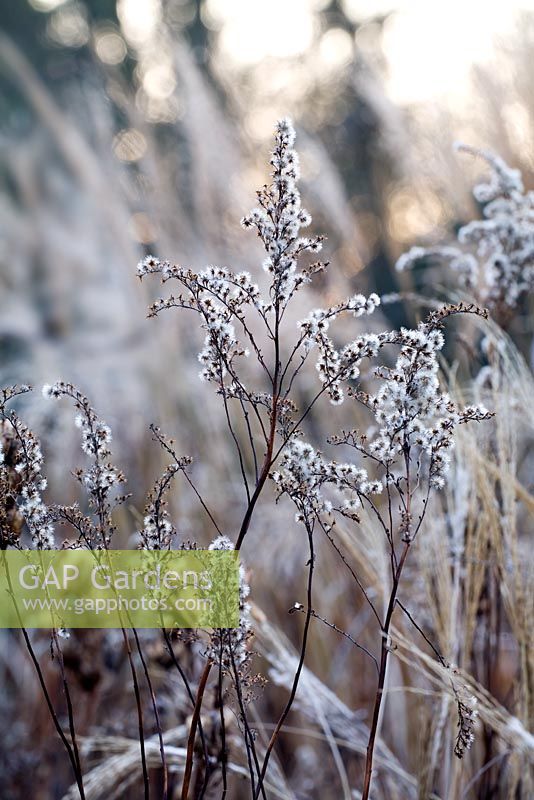 Seedheads of Solidago gigantea in winter