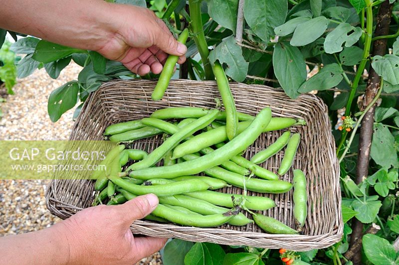 Gathering Vicia faba - Broad Beans in small vegetable garden, Norfolk, England, July