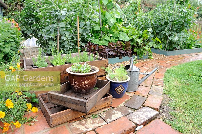 Rustic relaimed brick path with seed trays and pot grown herbs beside raised bed vegetable plot, Norfolk, England, July