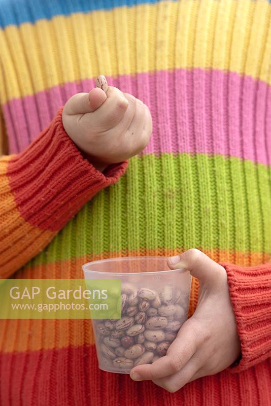 Girl in striped jumper holding plastic tub of dried Bean seeds