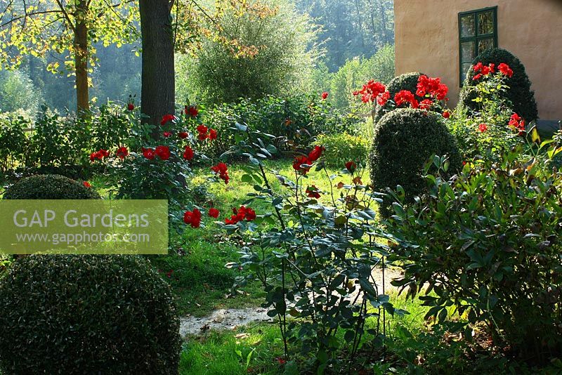 Front garden with Buxus topiary, red Rosa bordering the path to the house - Museumsdorf Niedersulz, Austria.