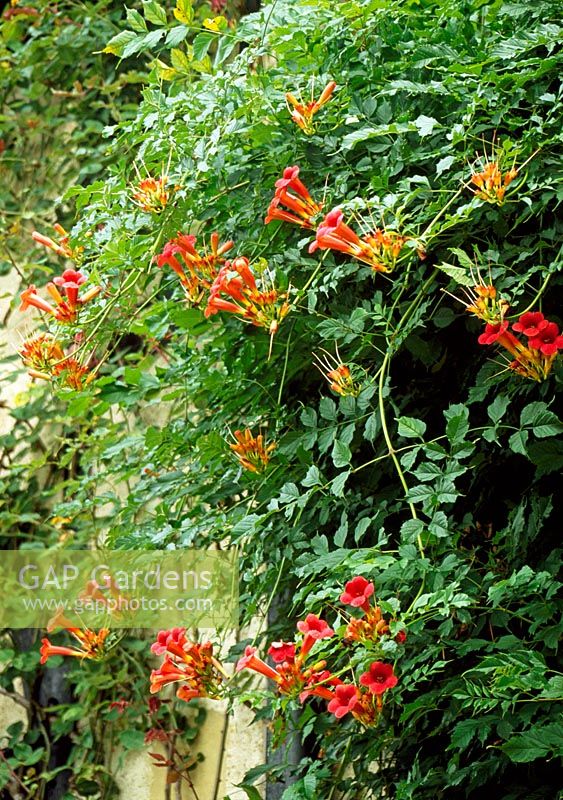 Campsis Grandiflora.  Trumpets of Jericho