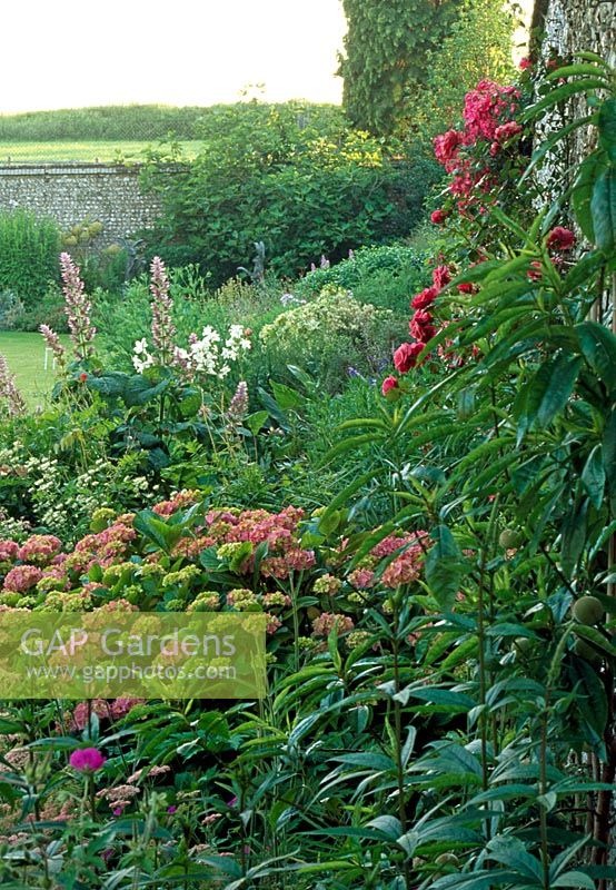 A mixed perenial border with Sedum, benefiting from the warmth provided by a sussex flint wall.
