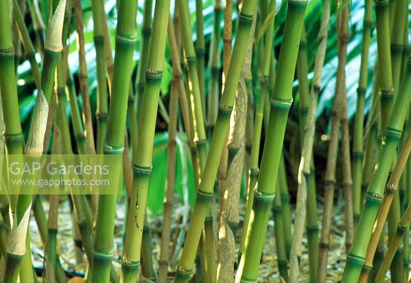 Chusquea gigantea - Bamboo