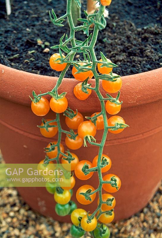 Trusses of orange Cherry Tomato  'Currant Goldrush' growing in terracotta pot