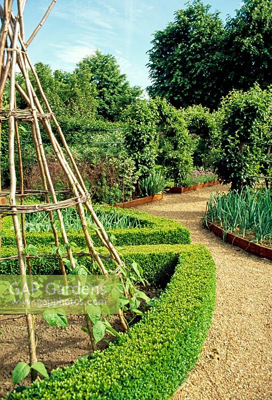 A charming potager using raised beds and gravel paths. Beds lined with low box hedging. Vegetables, fruit, flowers and roses all used to give varied and complex effect.