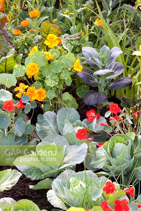 Companion planting in vegetable garden 