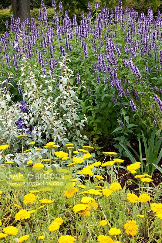 Prairie style planting in mixed summer border 