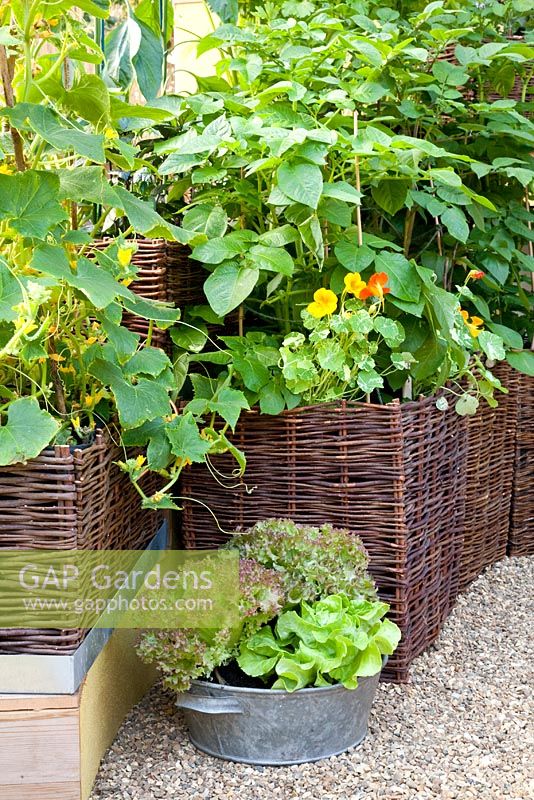 Willow containers of vegetables with companion plants 