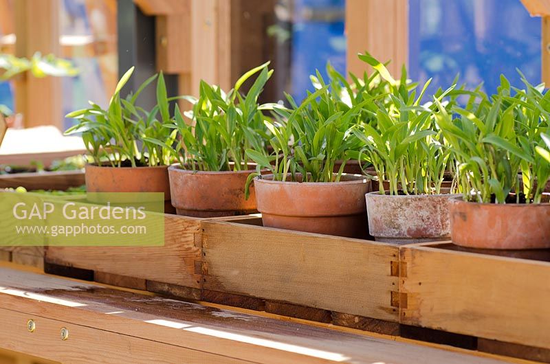 Sweetcorn seedlings growing in terracotta pots on a greenhouse shelf