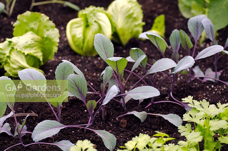 Row of Brassica - Red Cabbage plants with Lettuce 'Webs Wonderful' behind