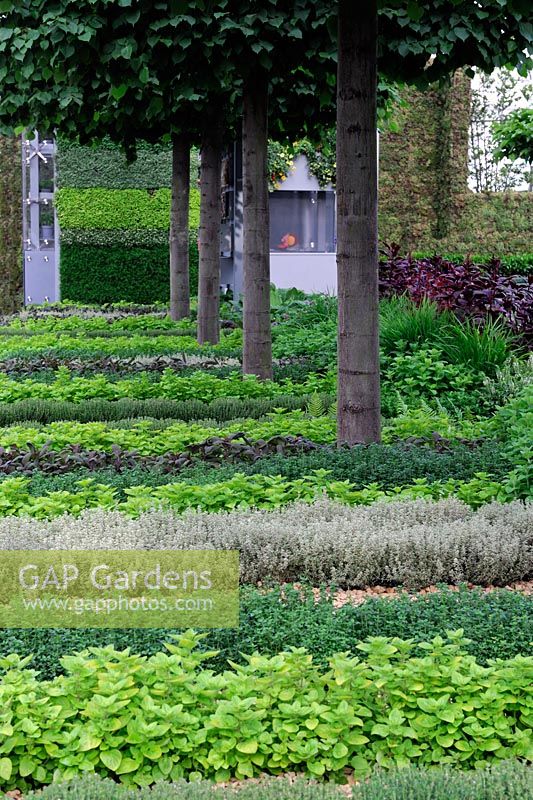 Herbs and vegetables in containers under a canopy of pleached lime trees