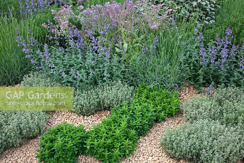 A gravel herb garden with planting including Thymus, Origanum vulgare, Rosmarinus, Borago officinalis, Nepeta, Lavandula and Elaeagnus 