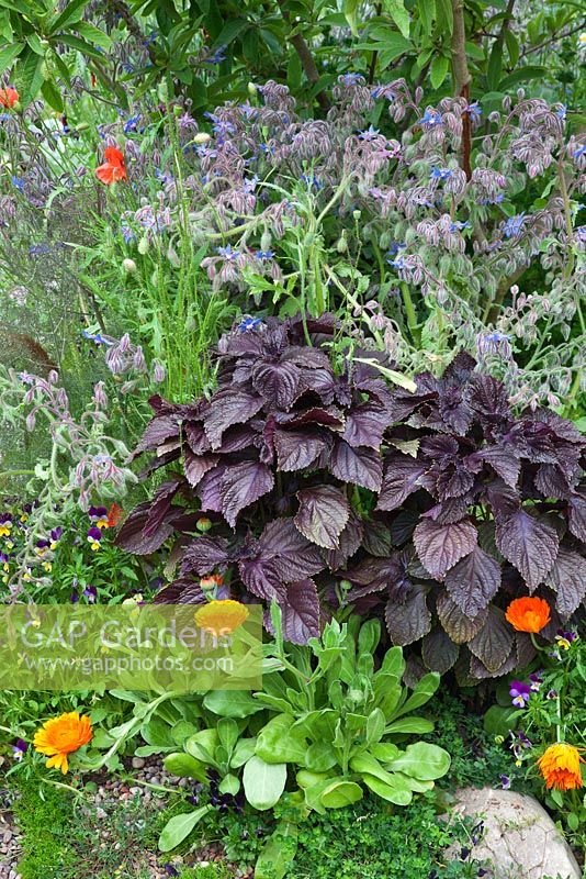 Calendula - Marigolds, Perilla frutescens, Viola tricolor and Borago officinalis - Borage.  'The Skyshades Garden - Powered by Light' - RHS Chelsea Flower Show 2011