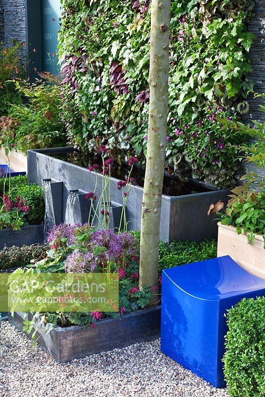 A planted vertical green wall above a water trough and feature with a canopy of umbrella pleached Platanus x hispanica trees - 'The Magistrates Garden', Silver Gilt Medal Winner, RHS Chelsea Flower Show 2011. Planting includes - Acaena 'Copper Carpet', Begonia rex 'Escargot', Brunnera macrophylla 'Dawson's White', Cirsium rivulare, Epimedium rubrum, Lamium 'Beacon Silver', Tiarella 'Ninja', Viola, Allium cristophii, Hosta and Rosa 'Justice of the Peace'