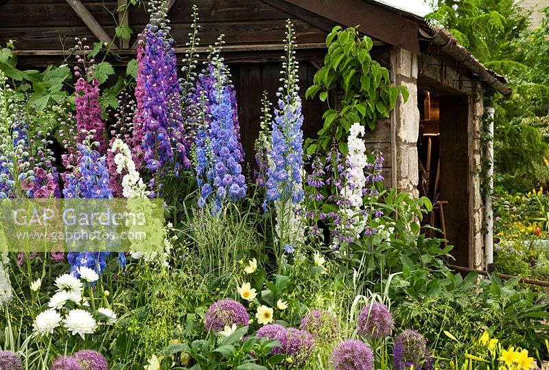 Rustic shed and informal planting of Delphinium and Alliums - 'The Bulldog Forge Garden', RHS Chelsea Flower Show 2011
