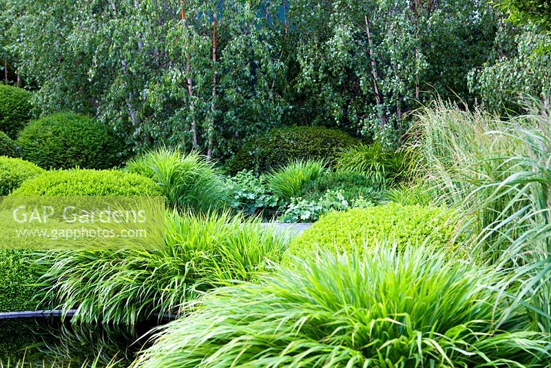 Mounds of clipped Buxus - Box planted with Carex -Ornamental grasses in 'The Irish Sky Garden' - Gold Medal Winner, RHS Chelsea Flower Show 2011 
