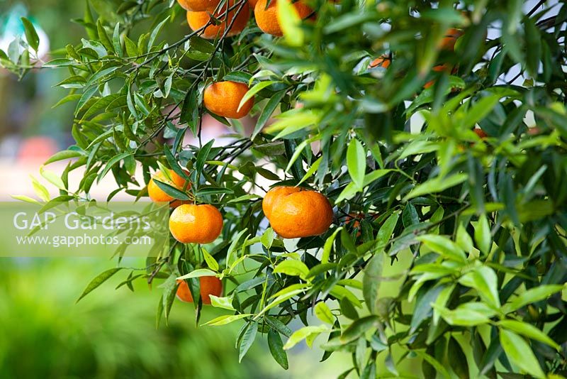 Citrus reticulata - Mandarin tree - 'A Monaco Garden' - Gold Medal Winner, RHS Chelsea Flower Show 2011 