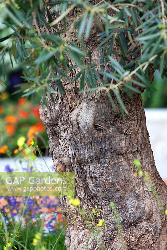 Olea - Olive tree - 'A Monaco Garden' - Gold Medal Winner, RHS Chelsea Flower Show 2011 