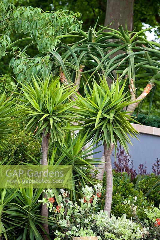 Aloe trees and mediterranean style planting - 'A Monaco Garden' - Gold Medal Winner, RHS Chelsea Flower Show 2011 