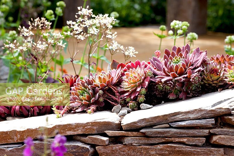 Sempervivum - Houseleeks planted on top of dry stone wall - The Royal Bank of Canada with the RBC New Wild Garden, Silver Gilt Medal Winner - RHS Chelsea Flower Show 2011 