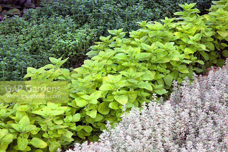 Origanum - Golden Oregano and Thymus - Thyme planted in rows - 'The B and Q Garden', Gold Medal Winner, RHS Chelsea Flower Show 2011 
 
