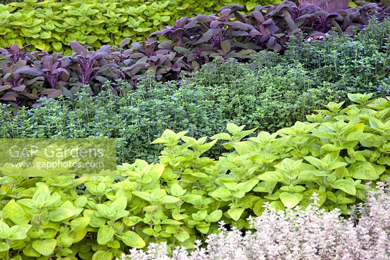 Origanum - Golden Oregano and Thymus - Thyme planted in rows - 'The B and Q Garden', Gold Medal Winner, RHS Chelsea Flower Show 2011 