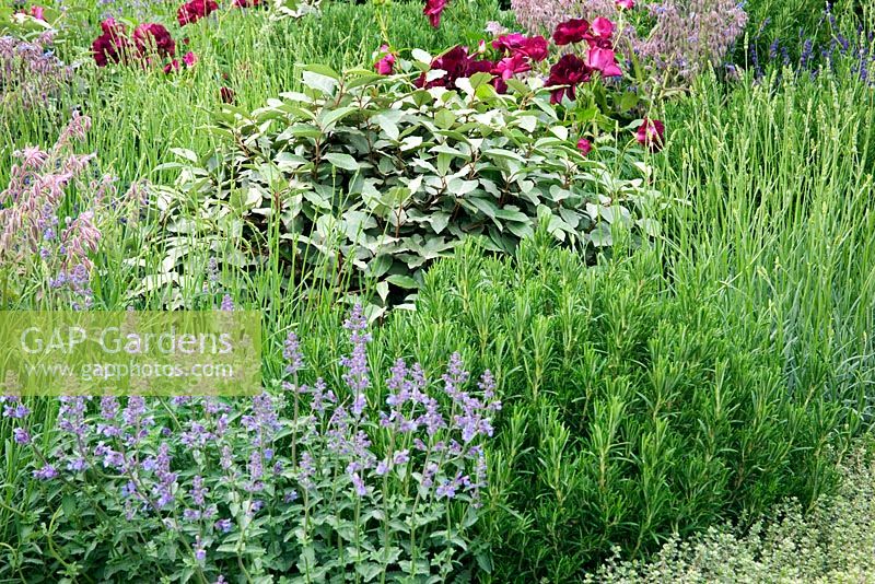 Mixed herb and flower planting in 'The B and Q Garden', Gold Medal Winner, RHS Chelsea Flower Show 2011 