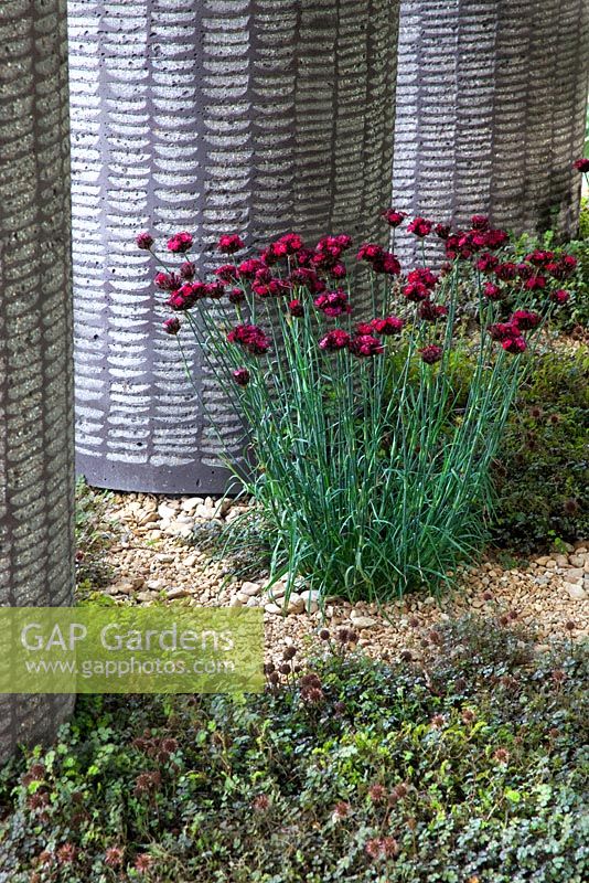 Planting of Dianthus cruentus and Acaena at the base of sculpted stone columns in 'The Daily Telegraph Garden', Gold Medal Winner and Best in Show - RHS Chelsea Flower Show 2011 