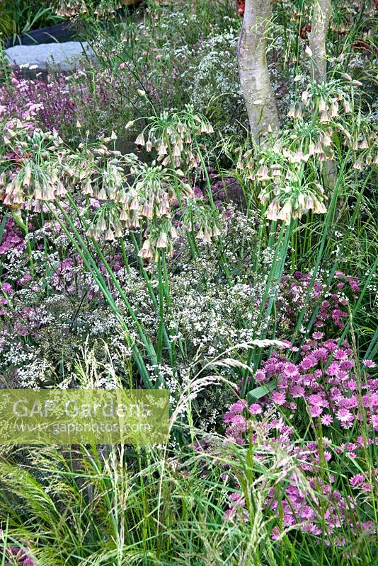 Nectaroscordum siculum, Iris 'Dutch Chocolate', Astrantia 'Roma' and Anthriscus sylvestris 'Ravenswing' - The Laurent-Perrier Garden - Nature and Human Intervention - Gold Medal Winner, RHS Chelsea Flower Show 2011