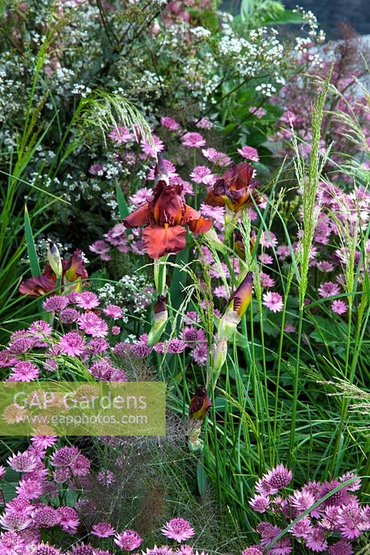 Astrantia 'Roma', Iris 'Dutch Chocolate',  Foeniculum vulgare 'Giant Bronze'  and Anthriscus sylvestris 'Ravenswing' - The Laurent-Perrier Garden - Nature and Human Intervention - Gold Medal Winner, RHS Chelsea Flower Show 2011