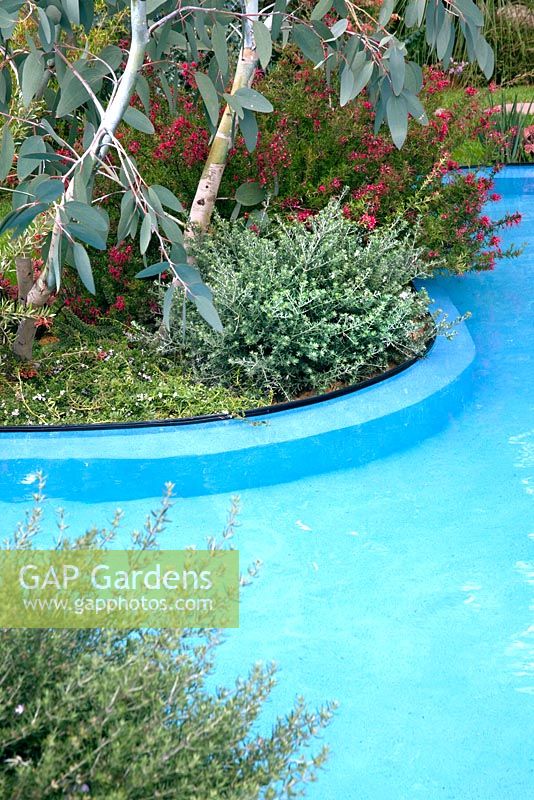 Blue painted pool with Eucalyptus - 'The Australian Garden presented by the Royal Botanic Gardens Melbourne' - Gold Medal Winner, RHS Chelsea Flower Show 2011 