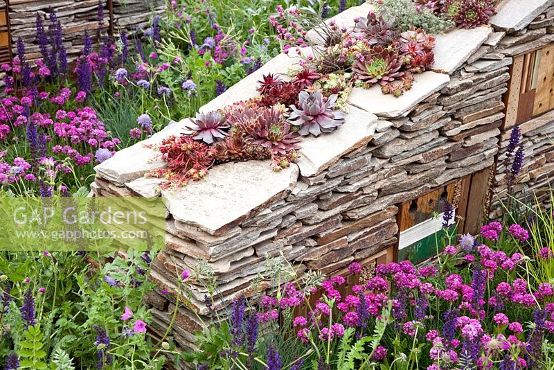 Sculptural walls with built-in insect shelters and Sempervivum - Houseleeks planted on top. Surrounded by Armeria maritima - Thrift and Salvia. 'The Royal Bank of Canada with the RBC New Wild Garden', Silver Gilt Medal Winner - RHS Chelsea Flower Show 2011 
