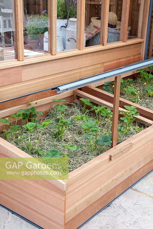 Wooden cold frame with young Fragaria - Strawberry plants