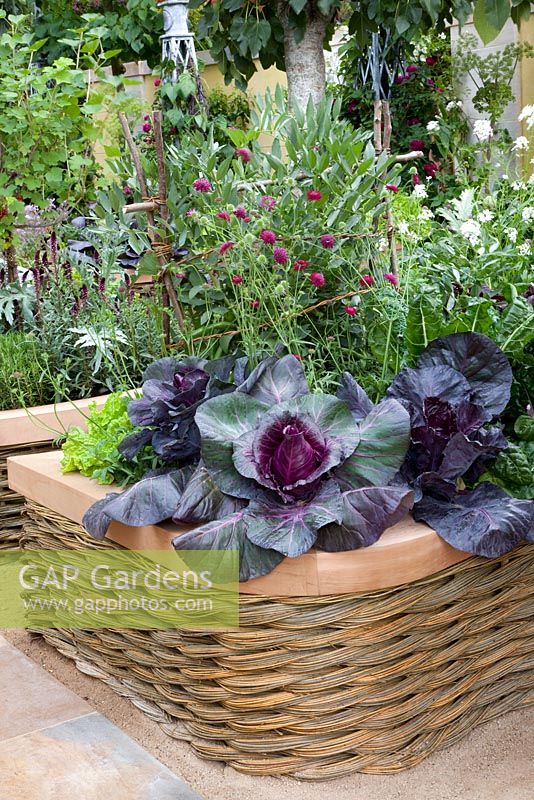 Brassica oleracea capitata 'Kalibos' - Red Cabbage in raised bed with woven willow cedar wood coping - 'The M and G Investments Garden', Silver Gilt Medal Winner, RHS Chelsea Flower Show 2011 
