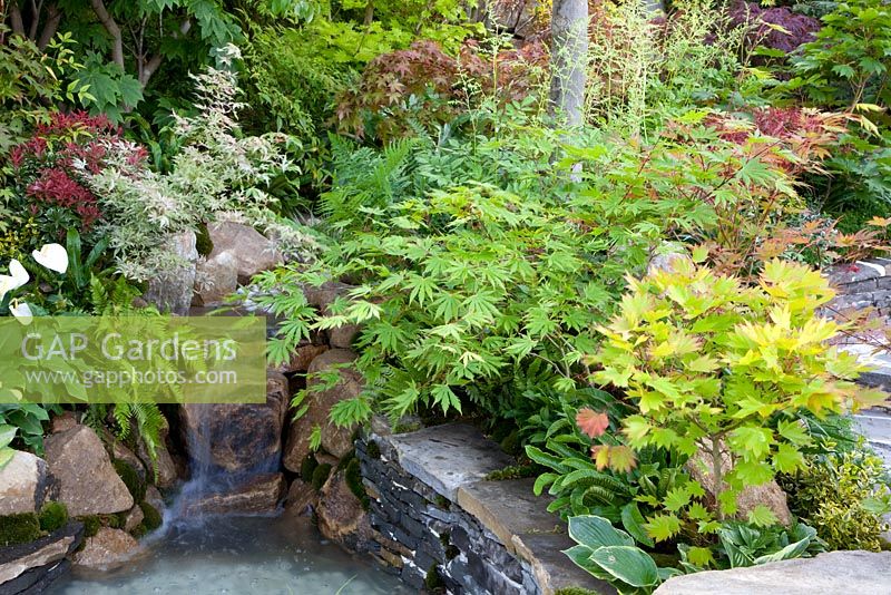 Waterfall surrounded by Acers in 'A Beautiful Paradise (Making memories with a green poem)' garden - Silver Medal Winner, RHS Chelsea Flower Show 2011
 