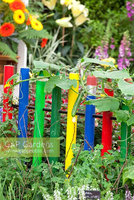 Giant coloured pencils used as plant support for Cucumis sativus -  Cucumbers 